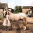 pet and equine photo shoot