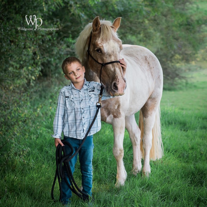 Horse Photographer