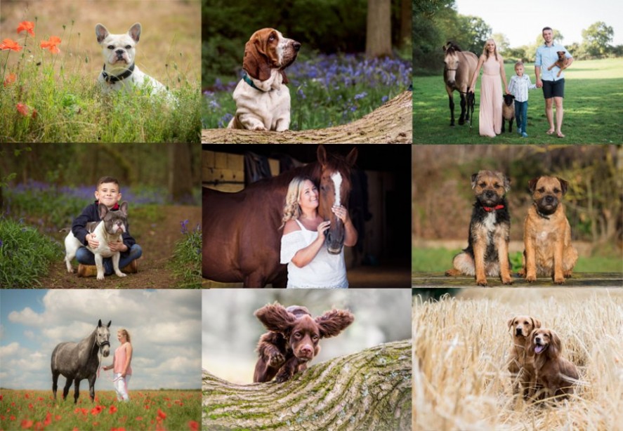 Pet & equine photography in Northampton and Buckingham