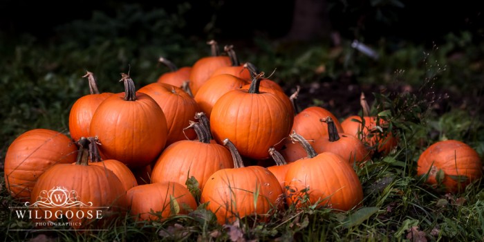 Wappenham Farm Pumpkin Patch